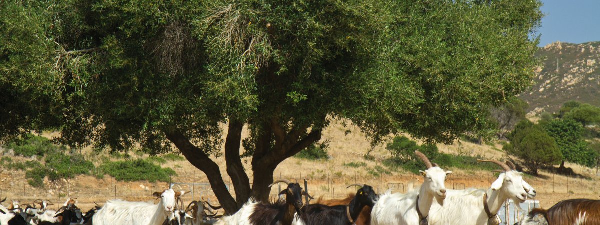 Ziegenherde auf Sardinien &copy; lsantilli-shutterstock.com/2013