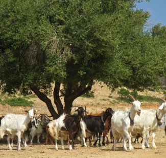 Ziegenherde auf Sardinien &copy; lsantilli-shutterstock.com/2013